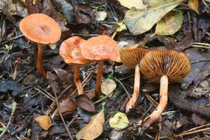 Cortinarius_uliginosus.jpg