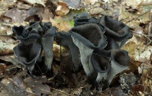 Craterellus cornucopioides.jpg