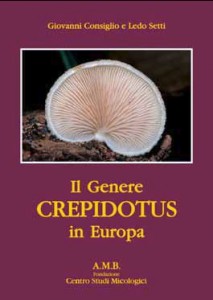 Crepidotus.jpg