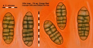 CucurbitariaLaburni10.jpg