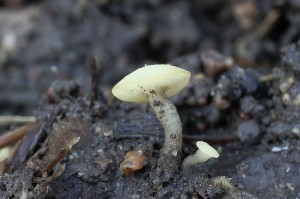 Cudoniella clavus.jpg