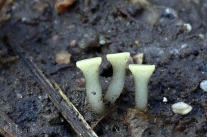 Cudoniella clavus (2).jpg