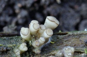 Cudoniella tenuispora.jpg