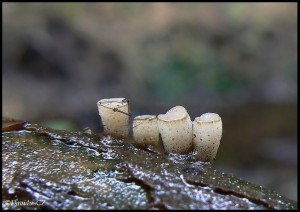 Cudoniella tenuispora 2.jpg