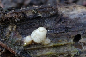 Cudoniella tenuispora (2).jpg