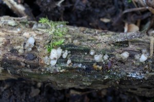 Cudoniella tenuispora (3).jpg