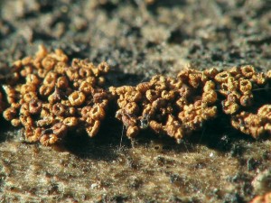 Cyphellopsis anomala.jpg