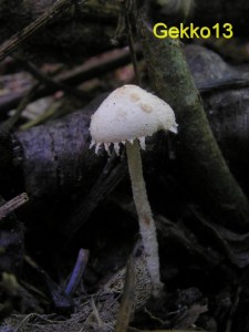 Cystolepiota_seminuda2.JPG