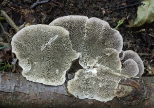 Daedaleopsis confragosa (2).jpg