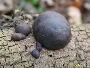 daldinia concentrica group.JPG