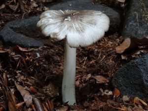 DSC00221.JPG