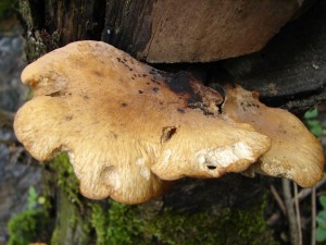 DSC00495.JPG