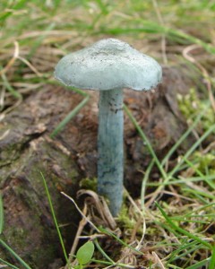 DSC01113.JPG