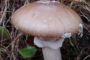 DSC01867.JPG