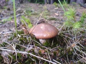 DSC02267.JPG