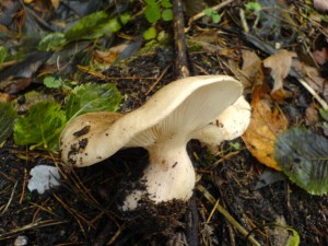DSC02531.JPG