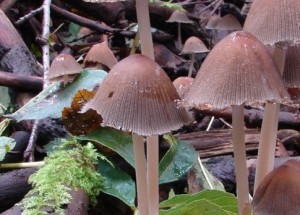 DSC02925.JPG
