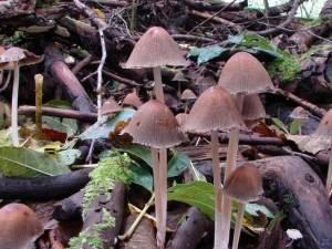 DSC02925.JPG