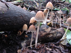 DSC02926.JPG