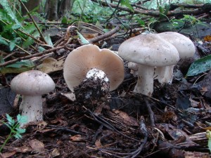 DSC02933.JPG