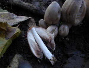 DSC03021.JPG