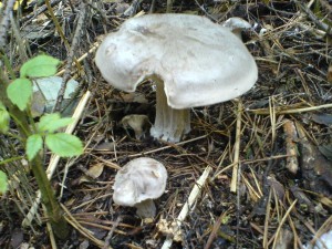 DSC03490.JPG