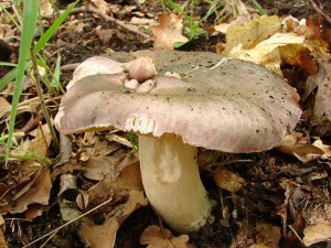 DSC07399.JPG