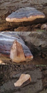 DSC08762L3.jpg