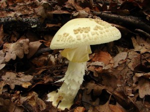 DSC09859.JPG
