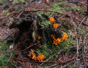 DSC_0281.JPG