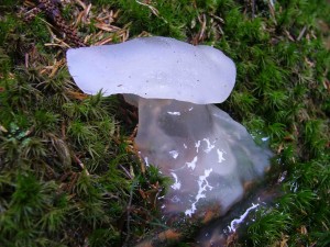 DSCF4191A.jpg