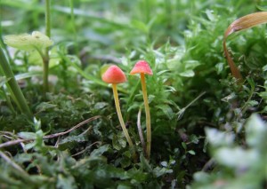 DSCF8167.JPG