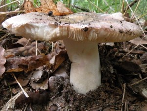 DSCN7226.JPG