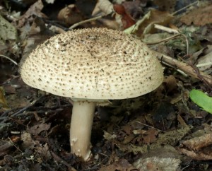 Echinoderma asperum.jpg