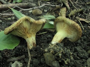 echratka olov-Paxillus filamentosus.JPG