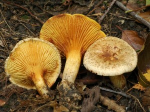 echratka olov - Paxillus filamentosus.jpg