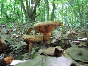 echratka olov (Paxillus rubicundulus).JPG