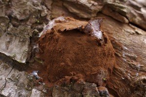 Enteridium_lycoperdon4.jpg