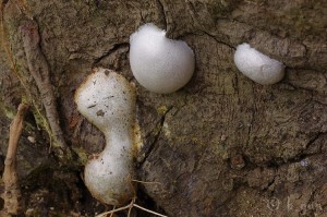 Enteridium_lycoperdon.jpg