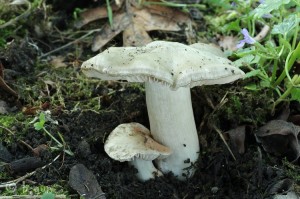 Entoloma clypeatum.jpg