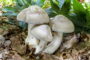 entoloma_sinuatum_dm_19.jpg