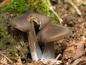 Entoloma vernum.jpg