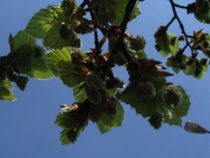 Fagus sylvatica - detail v kvtu1.jpg