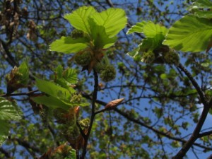 Fagus sylvatica - detail v kvtu3.jpg