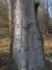 Fagus sylvatica - kmen.jpg