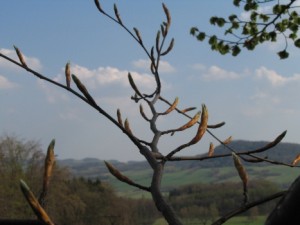 Fagus sylvatica - pupeny2.jpg