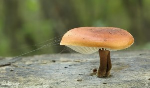 Flammulina velutipes.jpg