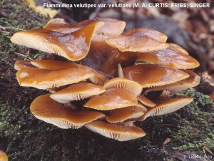 Flammulina velutipes.jpg