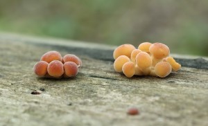 Flammulina velutipes (2).jpg