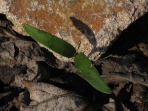 Fraxinus excelsior - semen.jpg